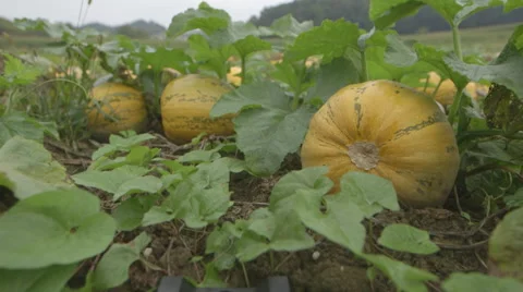 Styrian Pumpkin (Canon Log) Stock Footage 54370982