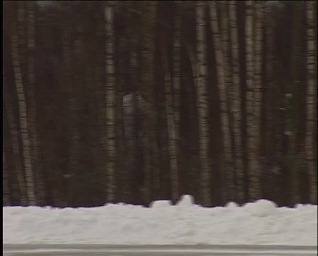 Su-27 through the trees 库存影片 981166