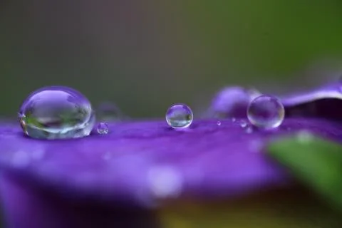 Su perisi5 Stock Photos