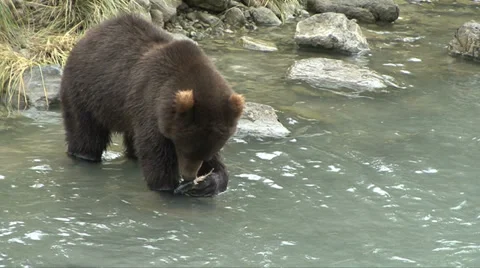 SUB ADULT BROWN BEAR FINDS FISH SKELETON Video stock 32591663