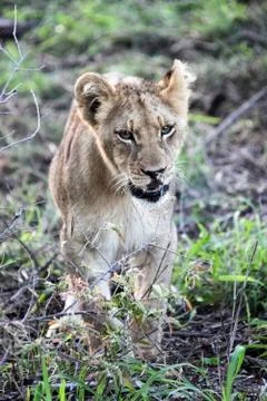 Сub of a lion goes to the camera. Botswana, Foto stock