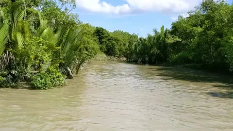 A sub-river starting from the big river and mangrove palms tree, nipa palm Video stock 221114695