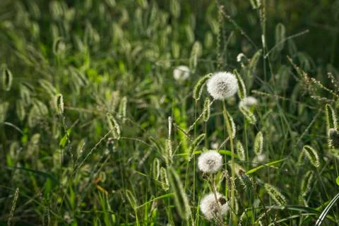 Sub title Stock Photos