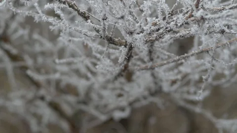 Sub zero temperatures frost over tree branches Stock Footage 102192445