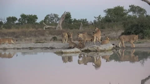 Subadult drinks while pride moves around — Part 9 Vidéo 322030529