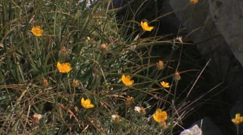 Subalpine Buttercups 스톡 동영상 37597631