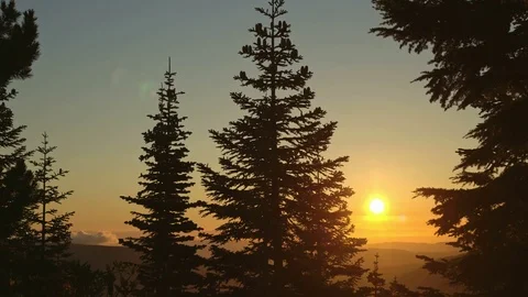 Subalpine fir tree forest and sunrise mist clouds Mt. Hood Stock Footage 81891954