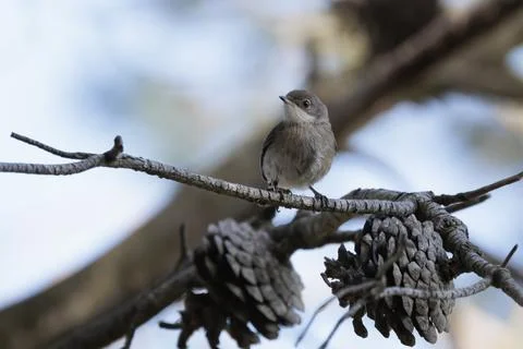 Subalpine Warbler in a Frontal Pose on a Pine Branch in the Forest Fotos de archivo