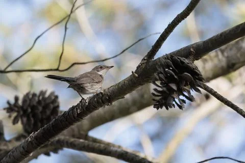 Subalpine Warbler Perched on a Pine Branch in the Forest Fotos de archivo