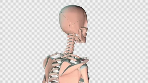 Subclavius Muscles Full Rotation Loop Stock Footage 201931064