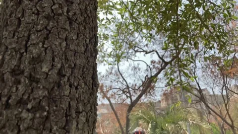 Subiendo arbol 4K 動画素材 159726845