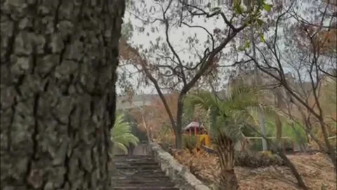 Subir al arbol 動画素材 159727039