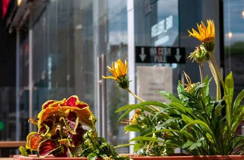 Subject shooting Flowers in a rectangular plastic planter Samara Samara re... 스톡 사진