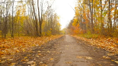 Subjective camera moves forward in the autumn forest. HD Stock Footage 101068406