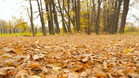 Subjective camera moves forward through the autumn forest. Beautiful nature Stock Footage 101803419