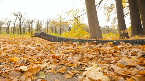 Subjective camera moves through the autumn forest. Yellow leaves. Slow motion Stock Footage 101802167
