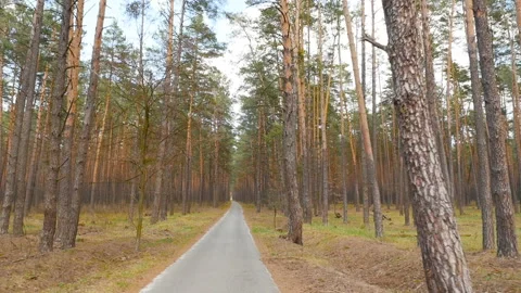 The subjective camera moves through a pine forest. Beautiful place. Time lapse Stock Footage 119824639