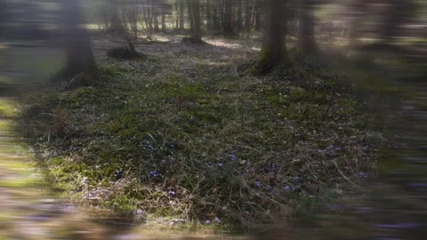 Subjective views in the forest, walking movement, True Crime Footage Stock Footage 330662906