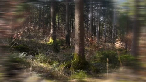 Subjective views in the forest, walking movement, True Crime Footage Video stock 330663016