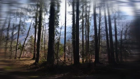 Subjective views in the forest, walking movement, True Crime Footage Stock Footage 330663040