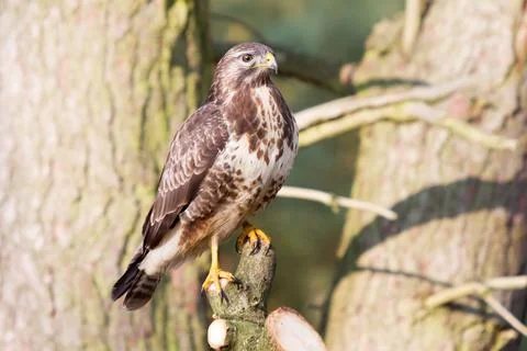 Sublime looking buzzard on sawed off tree Stock Photos