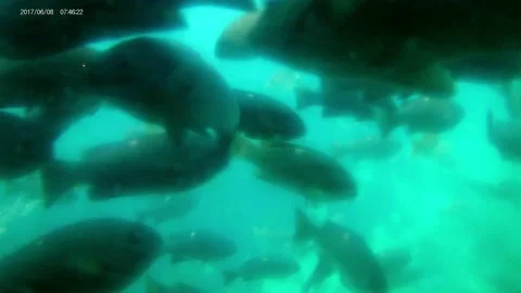 Submarine view of fish. Stock Footage 174345549