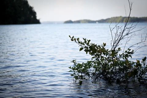 Submerged bush in Lake Stock Photos
