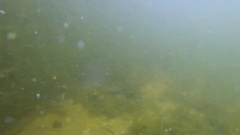 Submerged Cam Watching Fish Through the Weeds Stock Footage 292284769