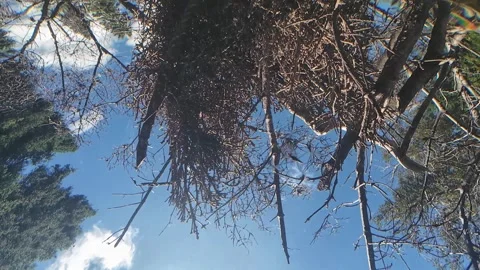 Submerged camera view of water strider from below with ripples on water surface Video stock 344485718