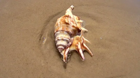 Submerged Conch Shell Stock Footage 35570190