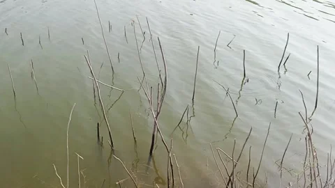 Submerged dry branches sticking out of calm green lake water Vidéo 345480671