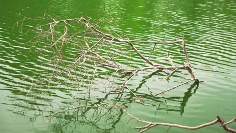 Submerged Dry Tree Branches sticking out in Green pond Water with Natural Stock Footage 312663249