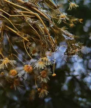 Submerged Flowers Reflection Stock Photos