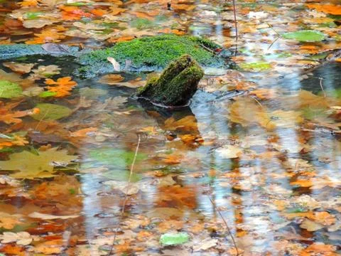 Submerged log Foto stock