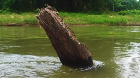 Submerged Log in a Tropical River Stock Footage 309491062