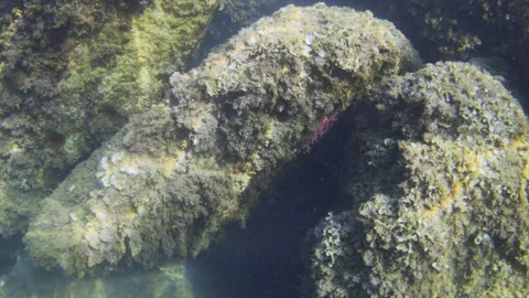 Submerged natural rocks covered in various types of vibrant algae and marine Stock Footage 343475782