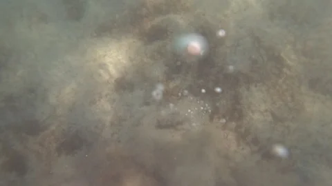 Submerged ocean floor seen from above, showing sandy areas, scattered rocks, and Vídeo Stock 342758746