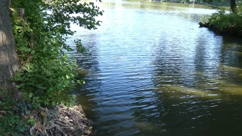 Submerged old tree roots on lake bank Vidéo 339365957