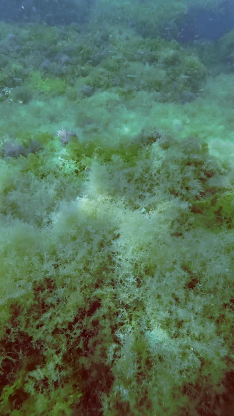 Submerged patterned seabed carpeted with different algae Stock Footage 345867831