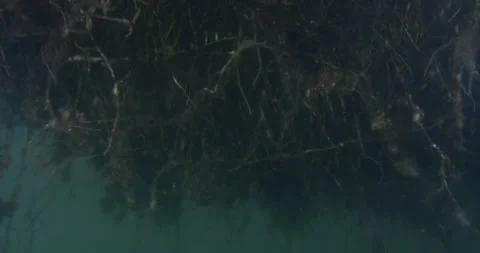 Submerged Plant, Roots, Close Up Stock Footage 332316993