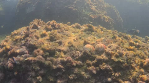 Submerged reef featuring diverse marine algae and two bivalve mollusks, Stock Footage 343423883