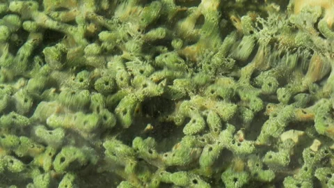 Submerged Reef Pattern Distorted by Gentle Water Movement Vídeos de archivo 337391106