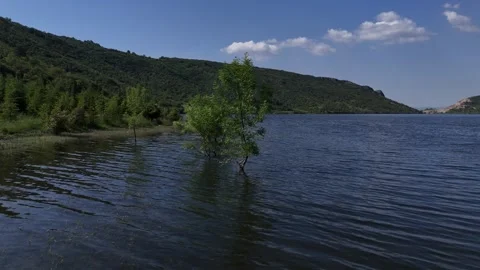 Submerged Rhythm: Static Drone Focus on Swaying Plant Video stock 313430122
