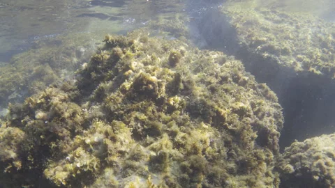 Submerged rock formations covered in brown and green algae, with sunlight Stock Footage 342777301