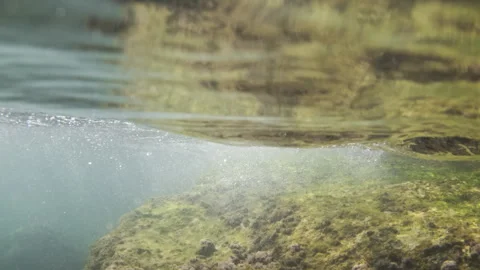 Submerged rock ledge teeming with diverse marine algae and plants, showing water Stock Footage 343191360
