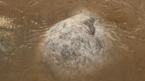 Submerged rock with textured surface partially visible through murky brown .. Stock Footage 339296608