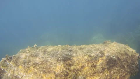 Submerged rocks covered in algae and moss with light reflecting on the water Stock Footage 343162226
