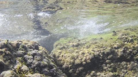 Submerged rocks covered in algae, with sunlit waves creating bubbles near the Stock Footage 343195731