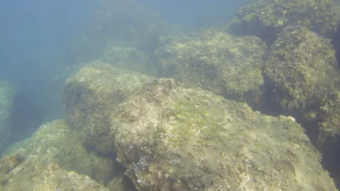 Submerged rocks covered with various green and brown algae, shaping an aquatic Stock Footage 342780807