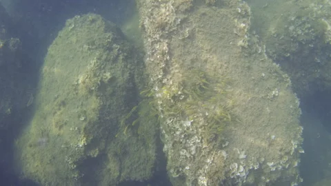 Submerged rocks covered in various green and brown algae, seaweed, and Stock Footage 343465891